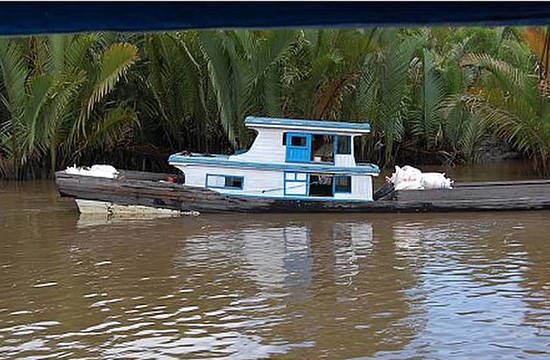 A "klotok" travels the Sekonyer River. A klotok is a traditional river boat. 