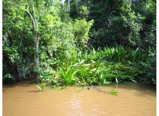 Green trees and River pollution