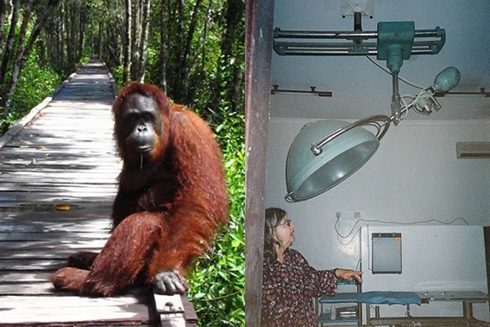 On the left: Siswi greets us at Camp Leakey.On the right: Orangutan Care Center operating room 