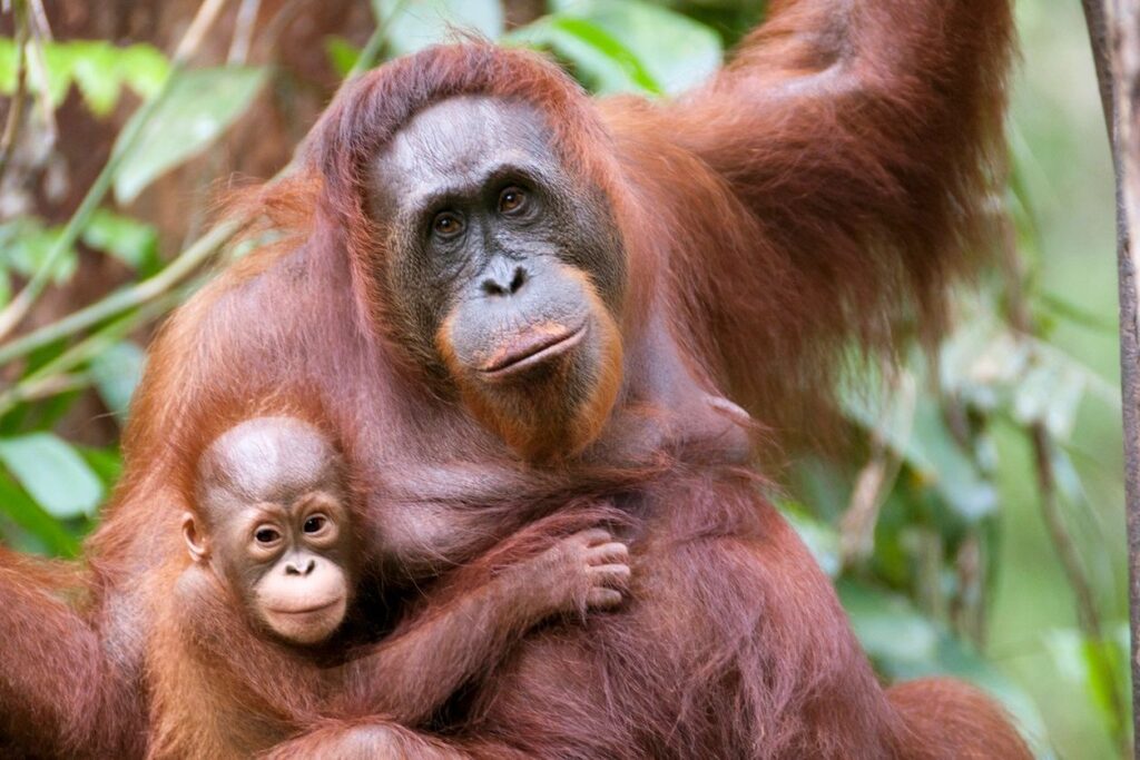 mother and baby Sumatran orangutan