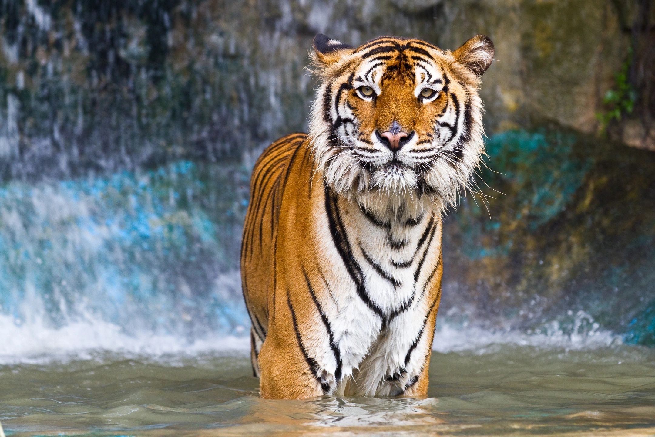 Tiger standing in water looking at viewer