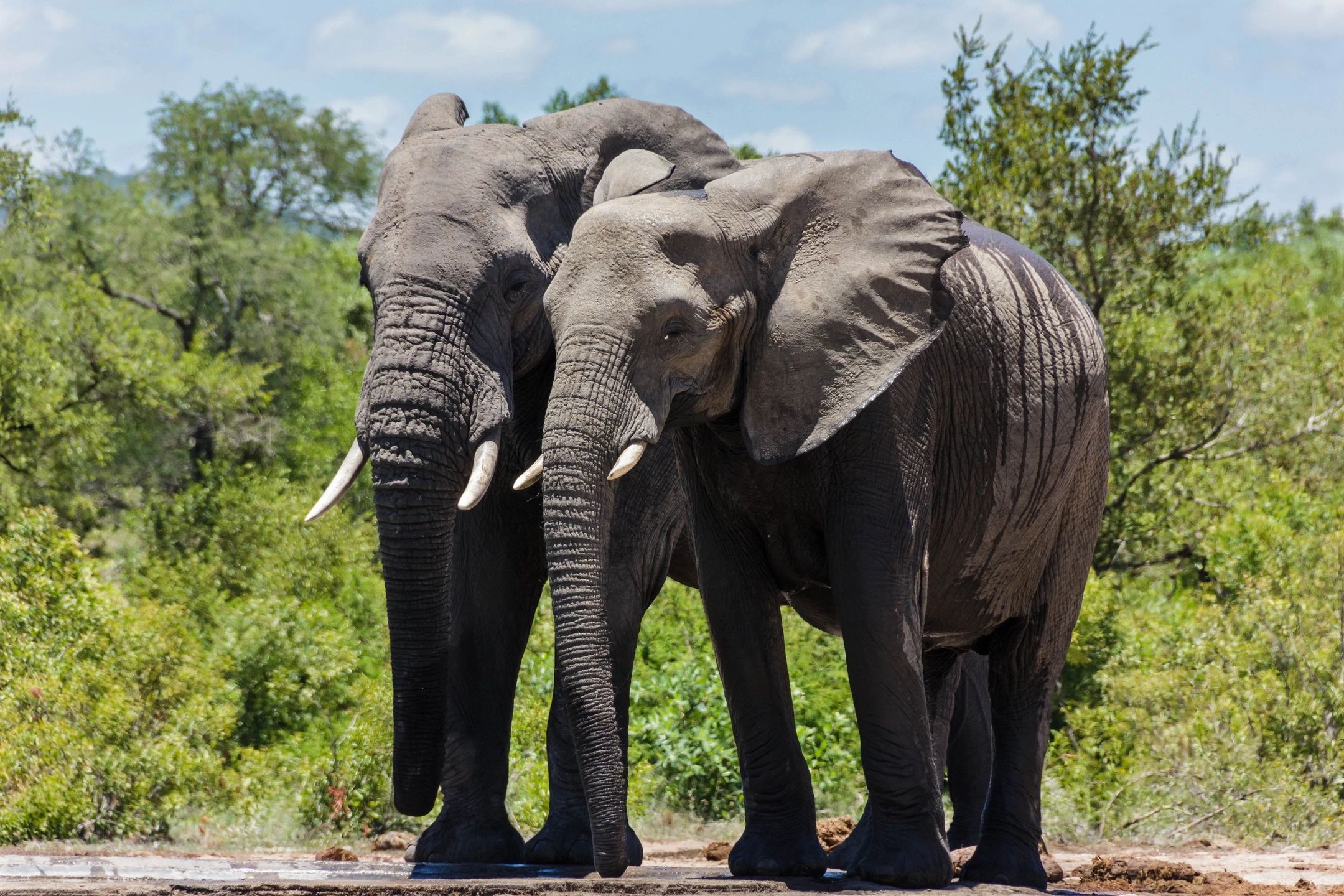 Two African elephants standing by each other in sun