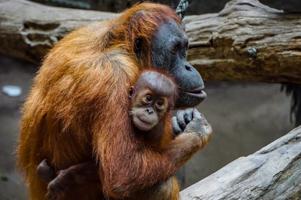 Mom orangutan holding her baby