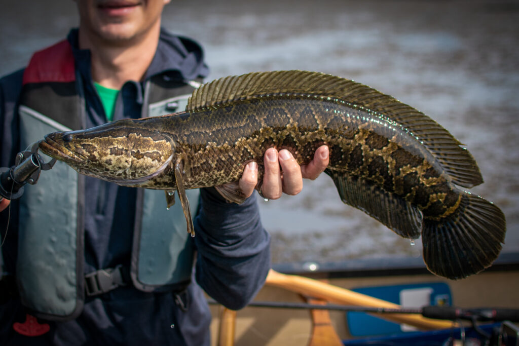 A fisherman holds up an invasive Northern Snakehead