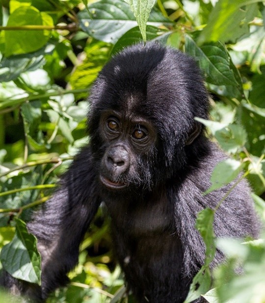 Baby gorilla in a tree