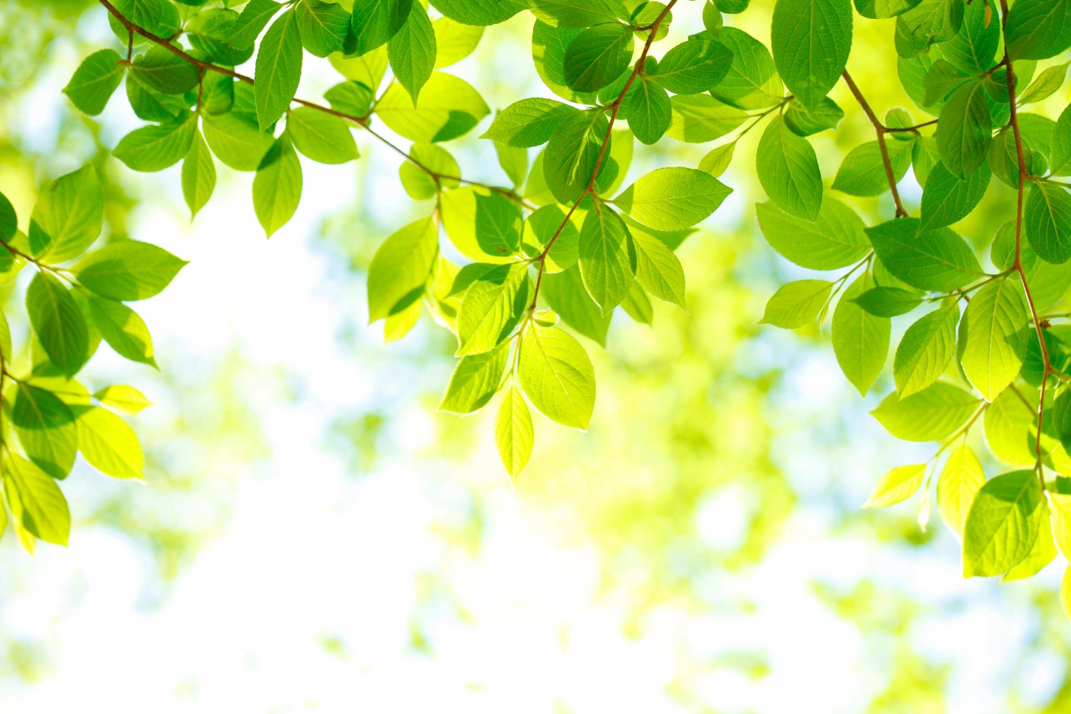 Tree leaves backlight by the sun