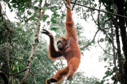 Orangutan swinging through trees
