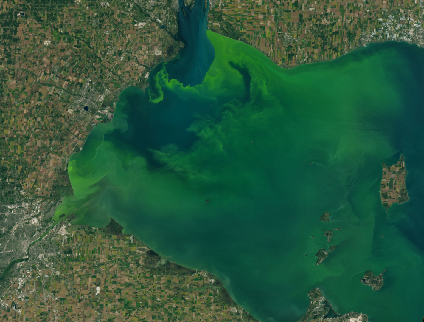 Toxic algal bloom seen from space. Credit: NASA