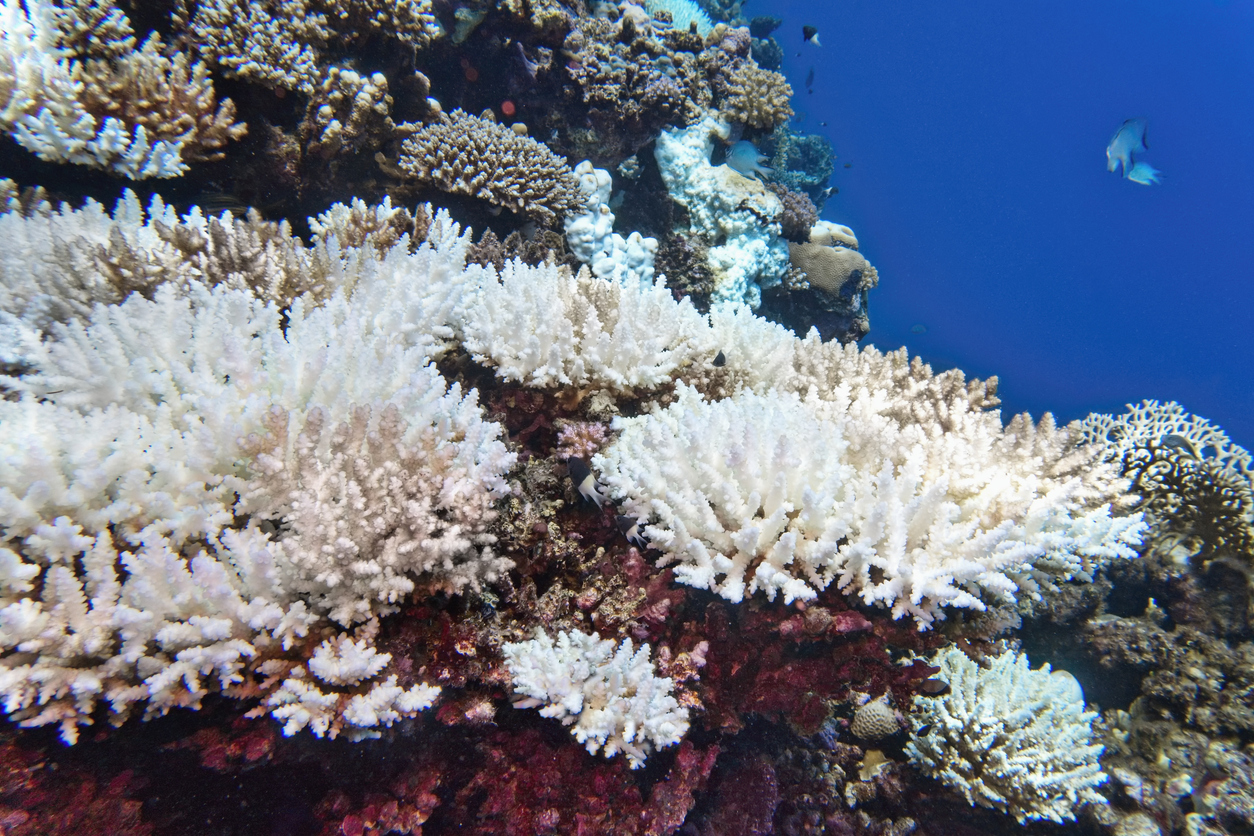 Bleached Acropora corals that have turned white because of high ocean temperatures.
