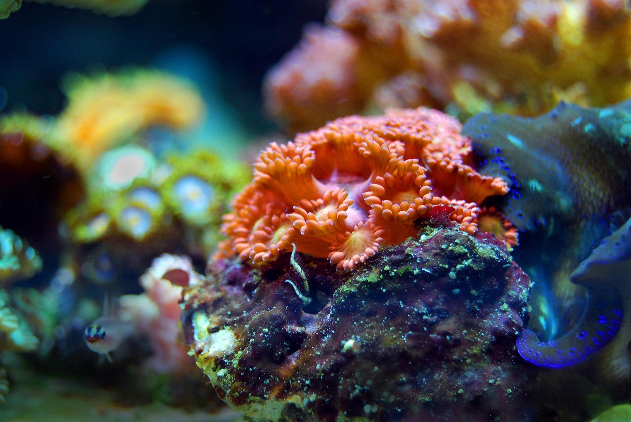 Image of a very colorful, healthy coral reef .