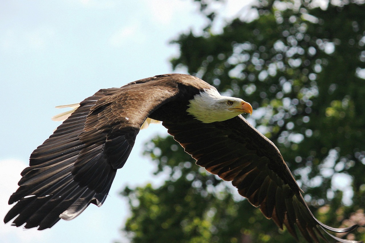 Image of a bald eagle soaring through the sky past trees. 