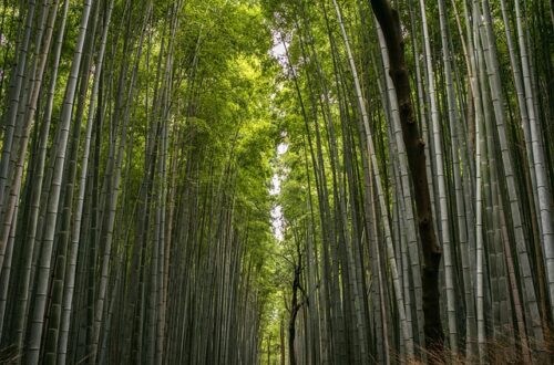 A picture of tall bamboo bushes on two sides of a path, with sun peeking in at the top.