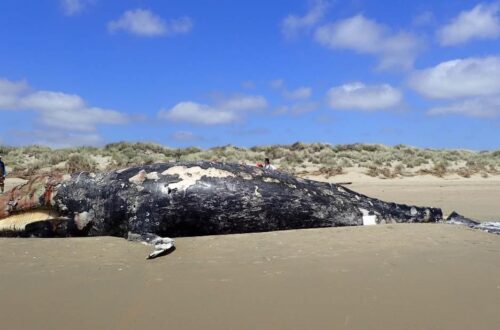 Dead, decomposing gray whale lying on the beach