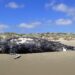 Dead, decomposing gray whale lying on the beach