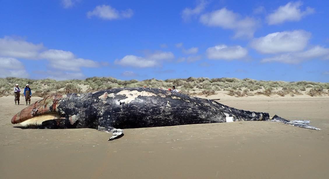 Dead, decomposing gray whale lying on the beach