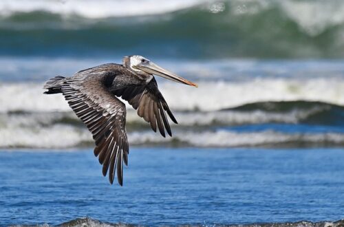 Brown pelican flying over the beach.