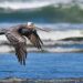 Brown pelican flying over the beach.