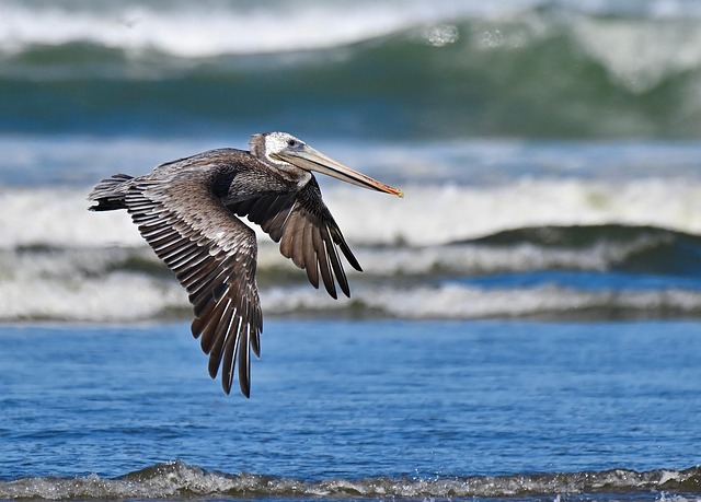 Brown pelican flying over the beach.