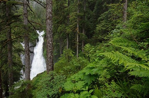 Dense trees and ferns with a waterfall in the background.