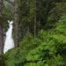 Dense trees and ferns with a waterfall in the background.