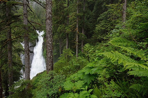 Dense trees and ferns with a waterfall in the background.