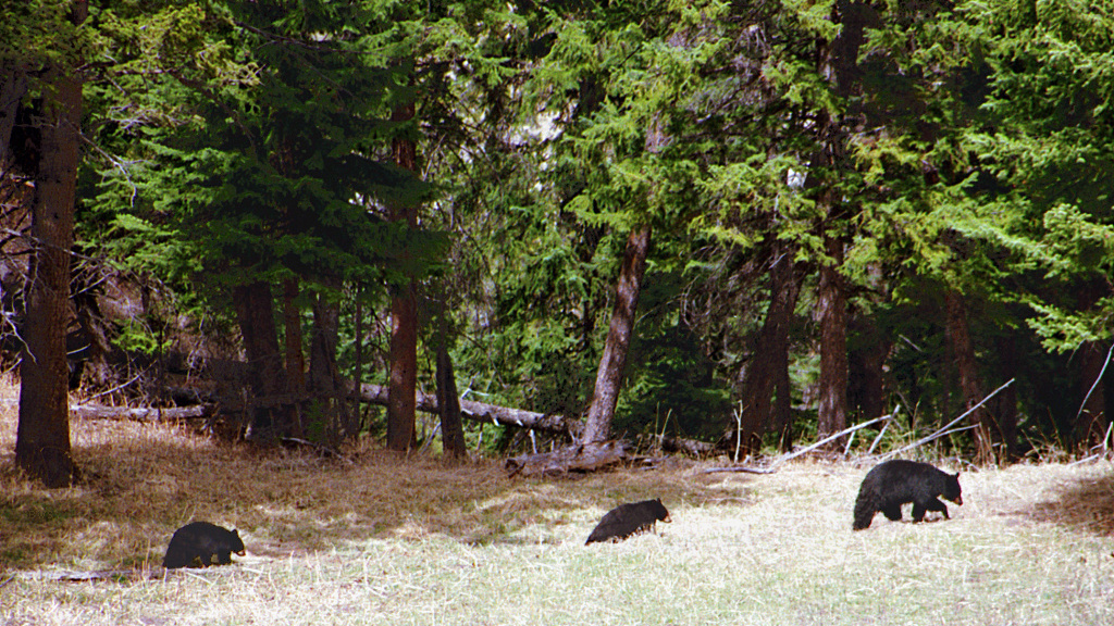 An image of three black bears near Yosemite National Park. In the foreground are dry grasses and in the bacground are pine trees.