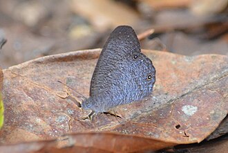 Godartiana byses are medium-sized brown butterfly resting with their wings folded, mimicking a dead leaf. The wings feature small, circular, target-like eyespots along the outer edges, providing camouflage against a forest background.