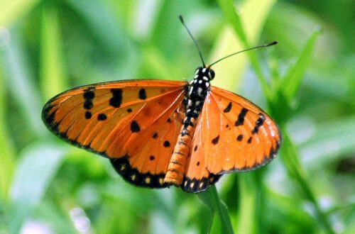 Photo of a beautiful orange butterfly with black spots on its winger. The edges of its wings and its body are also black.
