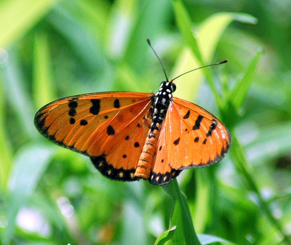 Photo of a beautiful orange butterfly with black spots on its winger. The edges of its wings and its body are also black.