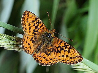 A small orange and black butterfly, known as a cranberry fritillary, perched on a plant. The top sides of its wings are bright orange with heavy black spots and lines. The undersides of its wings feature a pattern of rusty red, pale yellow, and a row of white spots with black borders.