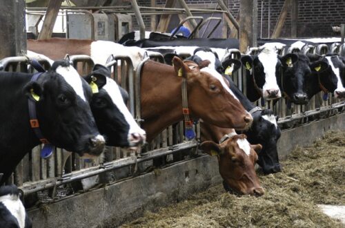 A picture of a row of cows eating in a factory farm.