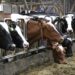 A picture of a row of cows eating in a factory farm.
