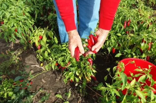 A photo of a person in a field of red chilis harvesting paprika.