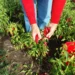 A photo of a person in a field of red chilis harvesting paprika.