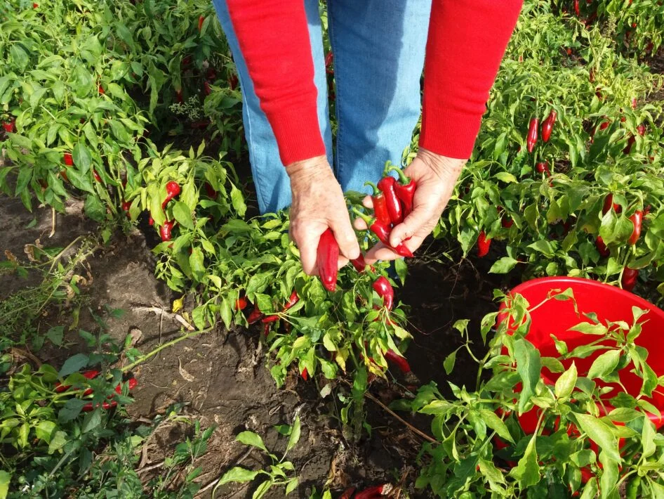 A photo of a person in a field of red chilis harvesting paprika.