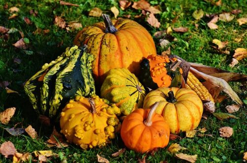A photo of fall pumpkins and gourds for a greener Thanksgiving.