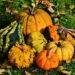 A photo of fall pumpkins and gourds for a greener Thanksgiving.