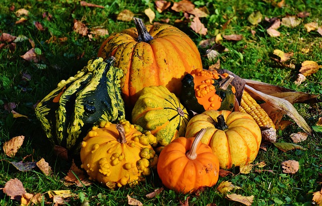 A photo of fall pumpkins and gourds for a greener Thanksgiving.